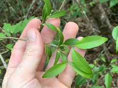 Coptosperma