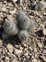 Escobaria tuberculosa