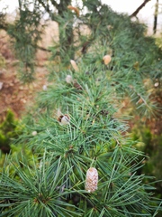 Cedrus deodara