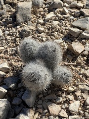 Escobaria tuberculosa