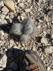 Escobaria tuberculosa