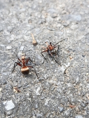 Polyrhachis bihamata