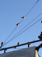 Passer domesticus