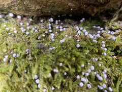 Badhamia utricularis