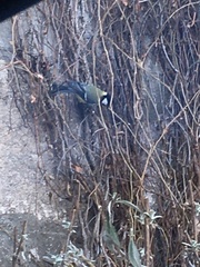 Parus major