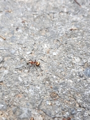 Polyrhachis bihamata