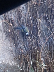 Parus major