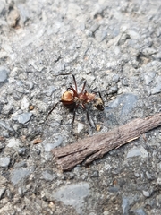 Polyrhachis bihamata