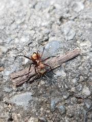 Polyrhachis bihamata
