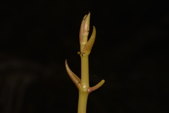 Pseudovanilla foliata