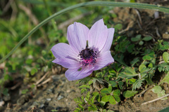 Anemone coronaria