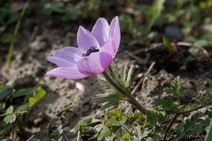 Anemone coronaria
