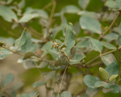 Avicennia marina