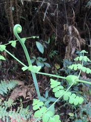 Histiopteris