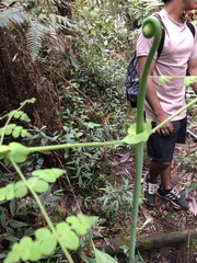 Histiopteris