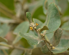 Avicennia marina