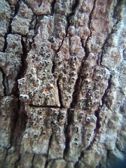 Lecanora hybocarpa