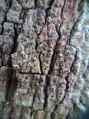 Lecanora hybocarpa
