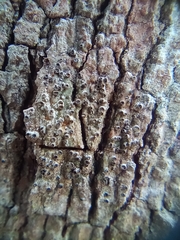 Lecanora hybocarpa