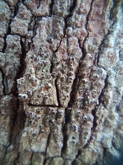 Lecanora hybocarpa