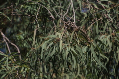 Eucalyptus exserta