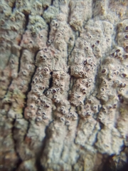 Lecanora hybocarpa