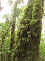 Hymenophyllum fujisanense