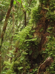 Hymenophyllum fujisanense