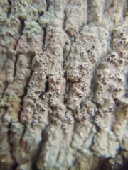 Lecanora hybocarpa