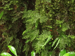 Hymenophyllum fujisanense