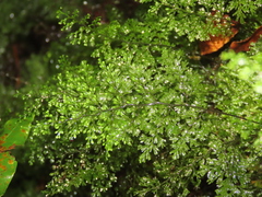 Hymenophyllum fujisanense