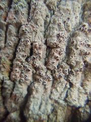 Lecanora hybocarpa