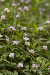 Persicaria criopolitana