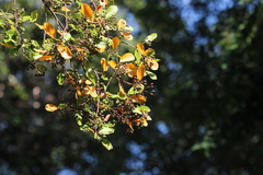 Photinia benthamiana