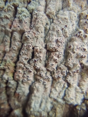 Lecanora hybocarpa