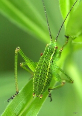 Barbitistes constrictus