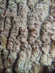 Lecanora hybocarpa