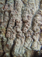 Lecanora hybocarpa