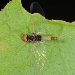 Baetis intercalaris