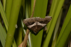 Dysgonia constricta