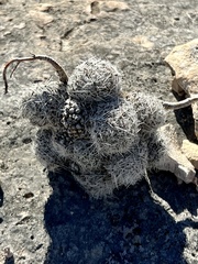 Escobaria tuberculosa