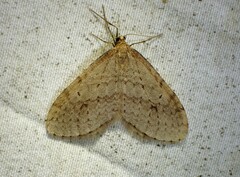Operophtera bruceata
