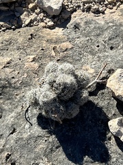 Escobaria tuberculosa