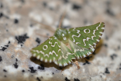 Drepanogynis bifasciata