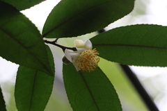Camellia sinensis