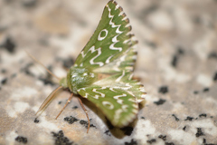 Drepanogynis bifasciata