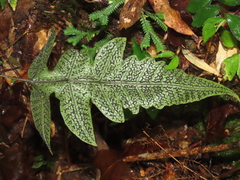 Stegnogramma wilfordii