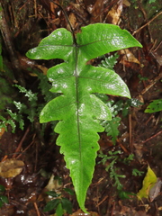 Stegnogramma wilfordii