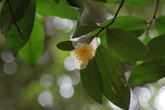 Camellia sinensis