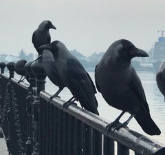 Corvus splendens